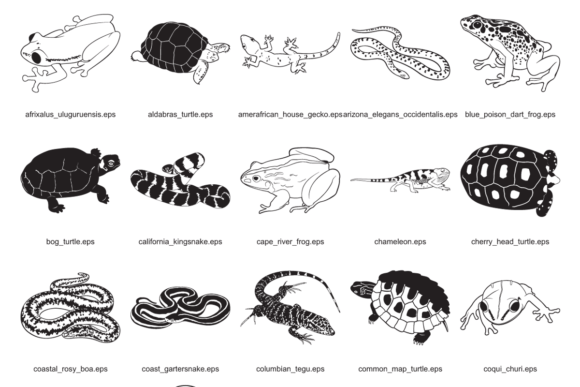 Reptiles and Amphibians: A Designer’s Review